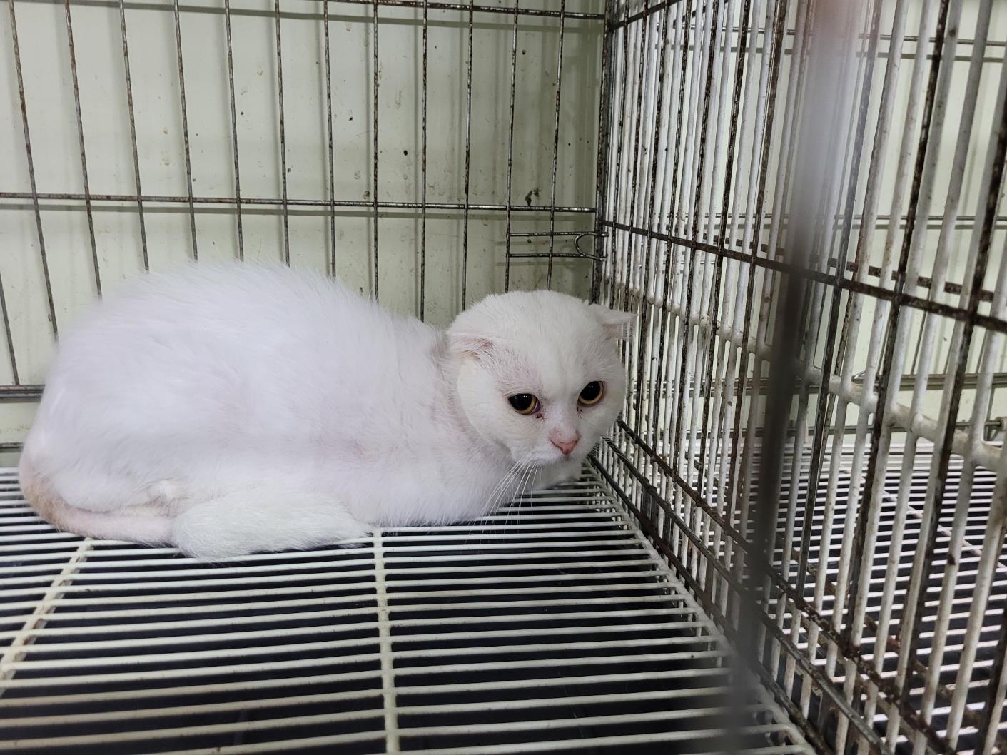 (사)하얀비둘기_426334202300455